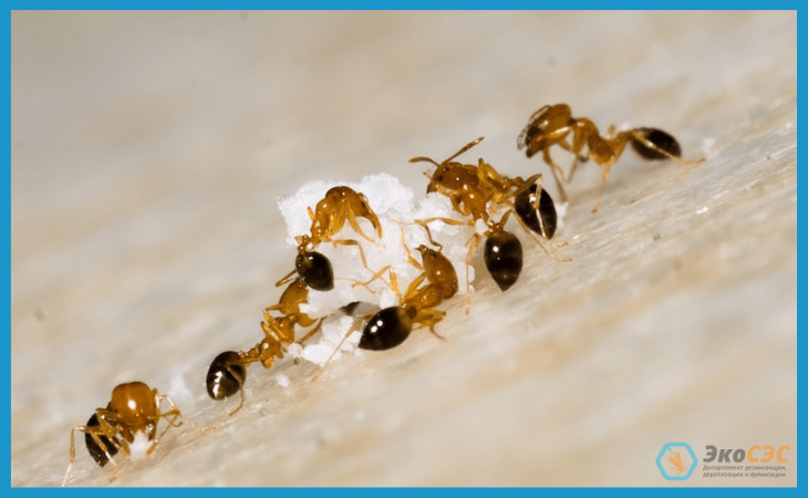 Можно ли вывести муравьев народными средствами